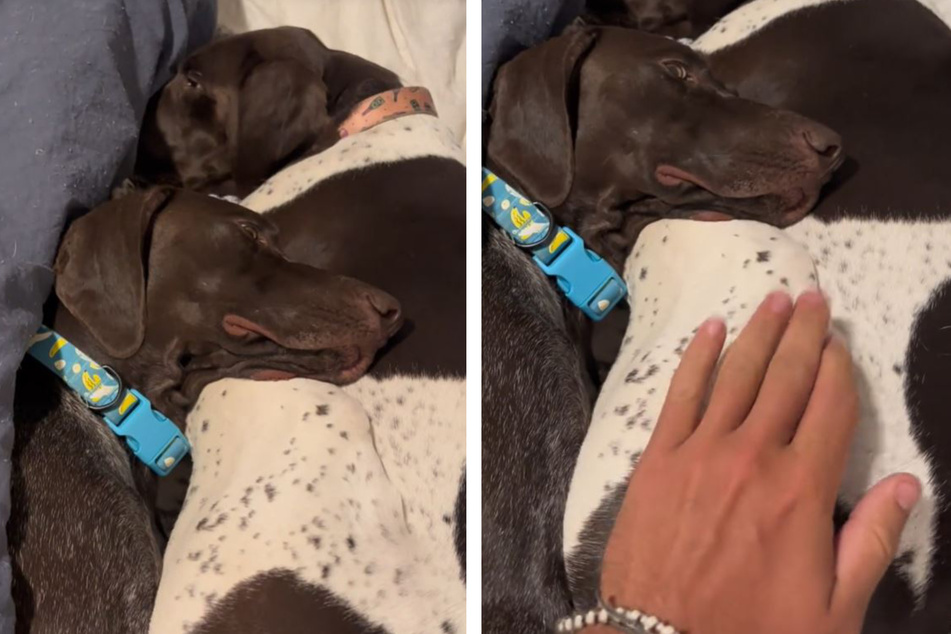 Sleeping dogs have hilarious relatable reaction to early wake-up call