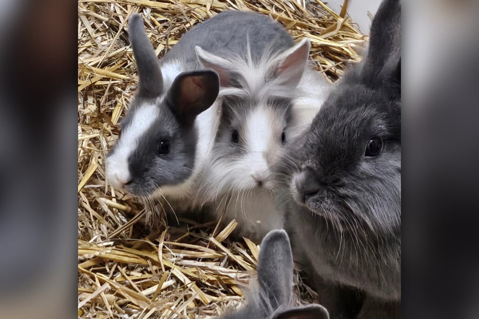 Die Kaninchen wollen bald das Tierheim Delitzsch verlassen.