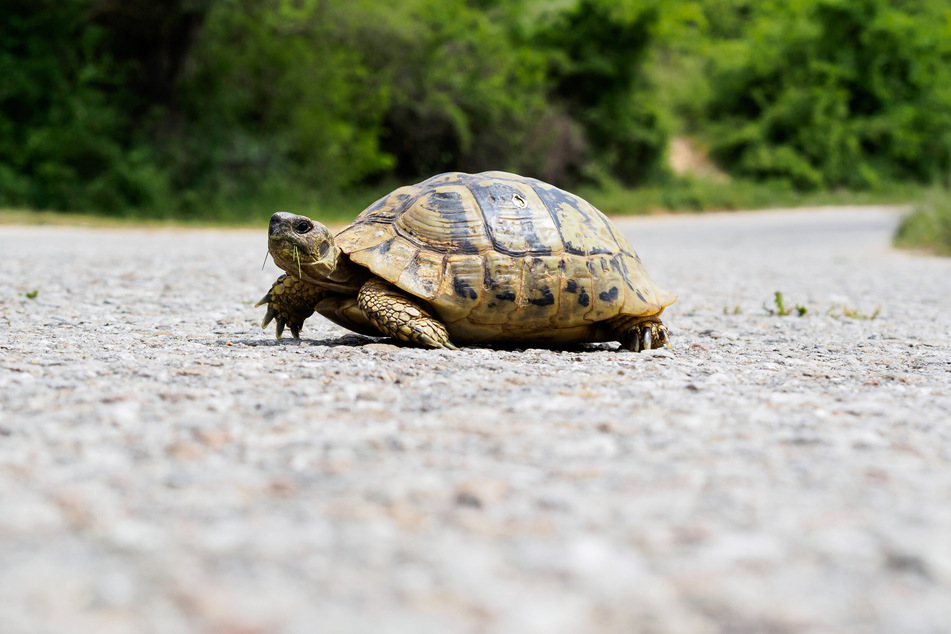 Landschildkröten tragen ihren Panzer.