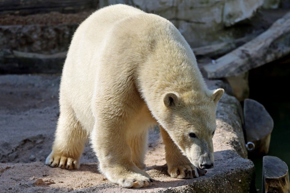 Mika erholt sich derzeit von seinem Schock.