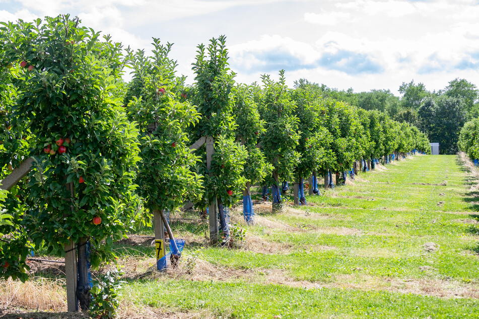 So wie auf der Obstfarm Pietzsch &amp; Winkler eGbR in Saida sieht es überall in Sachsen aus: Die Bäume tragen keine oder nur wenige Äpfel.