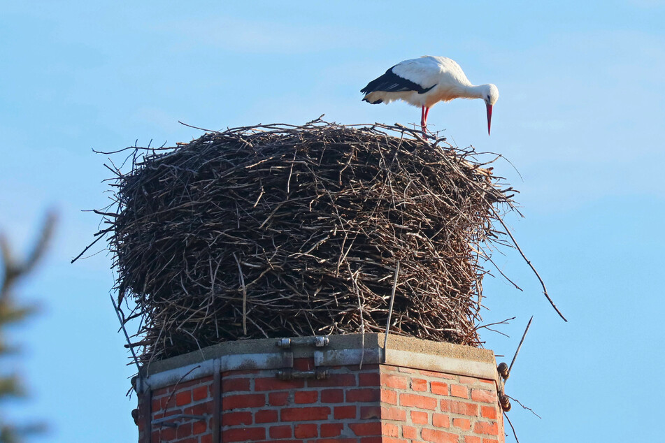Erzgebirge: Hurra, der erste Storch ist wieder da