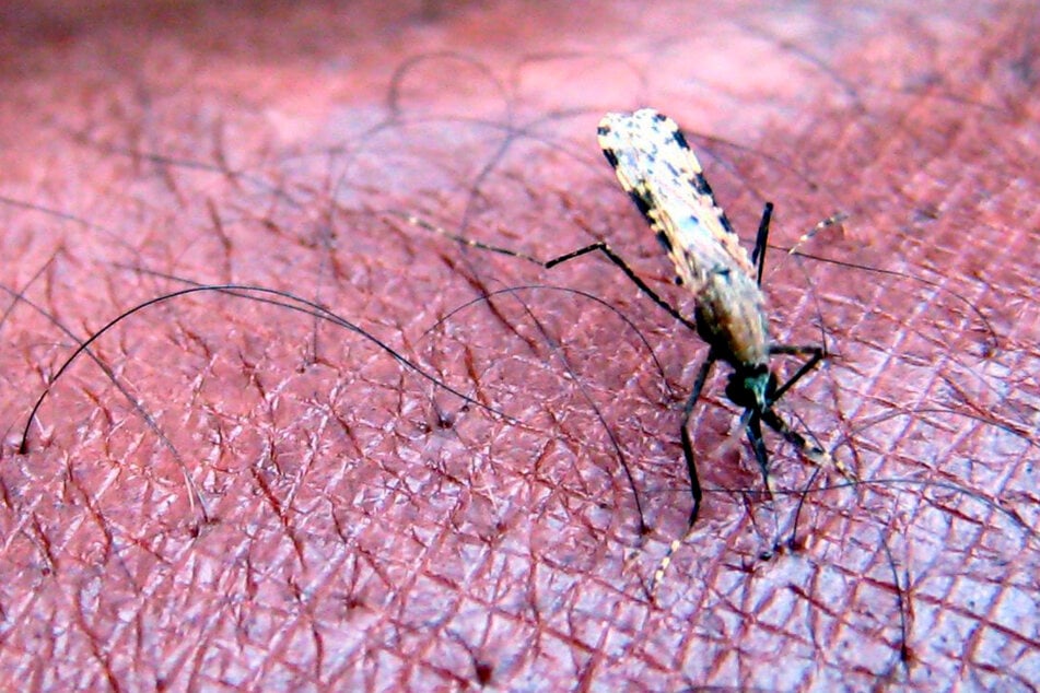 Unter anderen durch Mücken der Gattung "Anopheles gambiae" wird Malaria überragen.