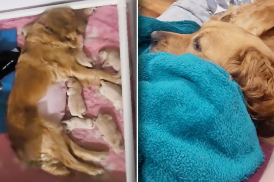 Golden-Retriever-Mama ist so stolz auf ihre Welpen: Was sie dann tut, lässt Herzen schmelzen