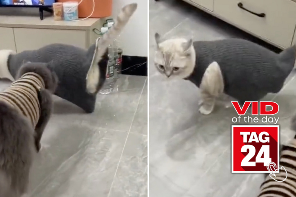 viral videos: Viral Video of the Day for August 29, 2023: Dressed up cat moonwalks like a smooth operator!