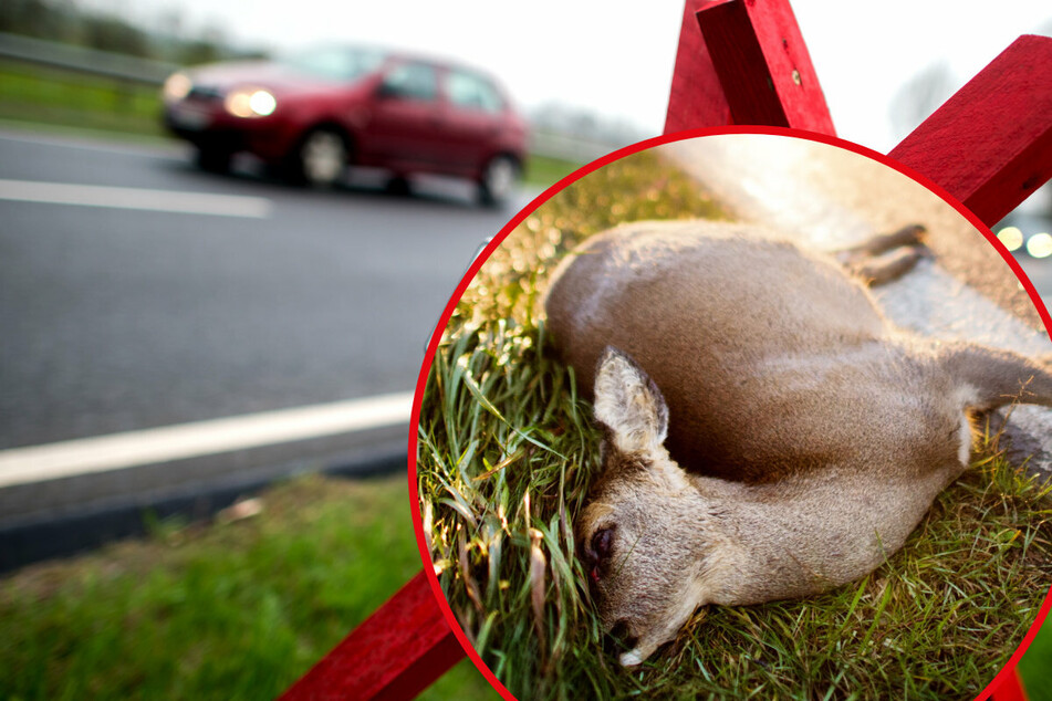 Innerhalb von 24 Stunden drei Wildunfälle: Autos krachen gegen Tiere, zwei sterben