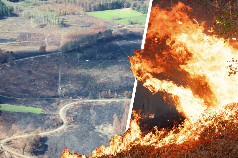 Erschreckendes Ausmaß der Zerstörung: So schlimm haben die Waldbrände in NRW und Belgien gewütet