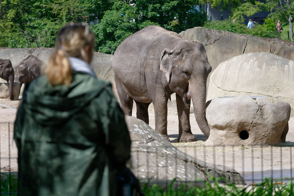 Im Kölner Zoo leben zehn asiatische Elefanten. Jetzt sind es nur noch neun. (Symbolbild)