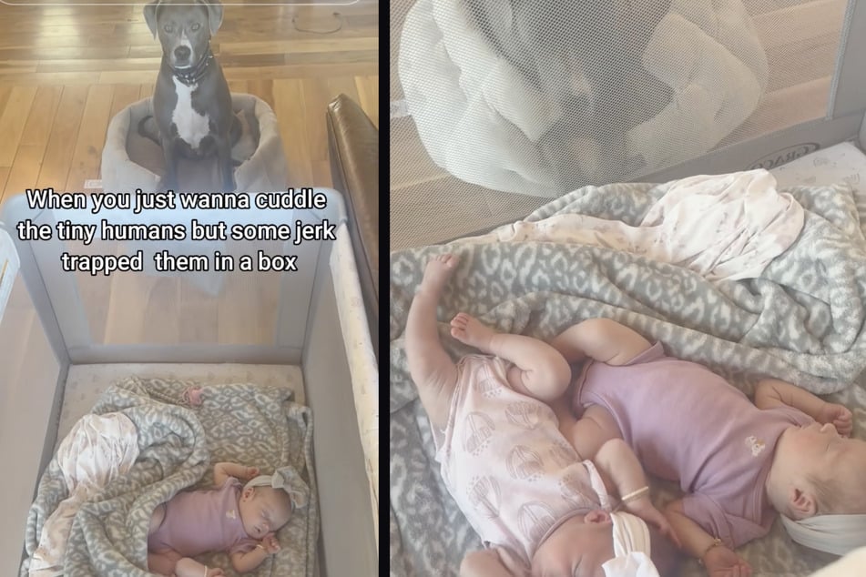 Nach der Geburt der Zwillinge wünscht sich dieser Hund nichts sehnlicher als bei ihnen sein zu können.