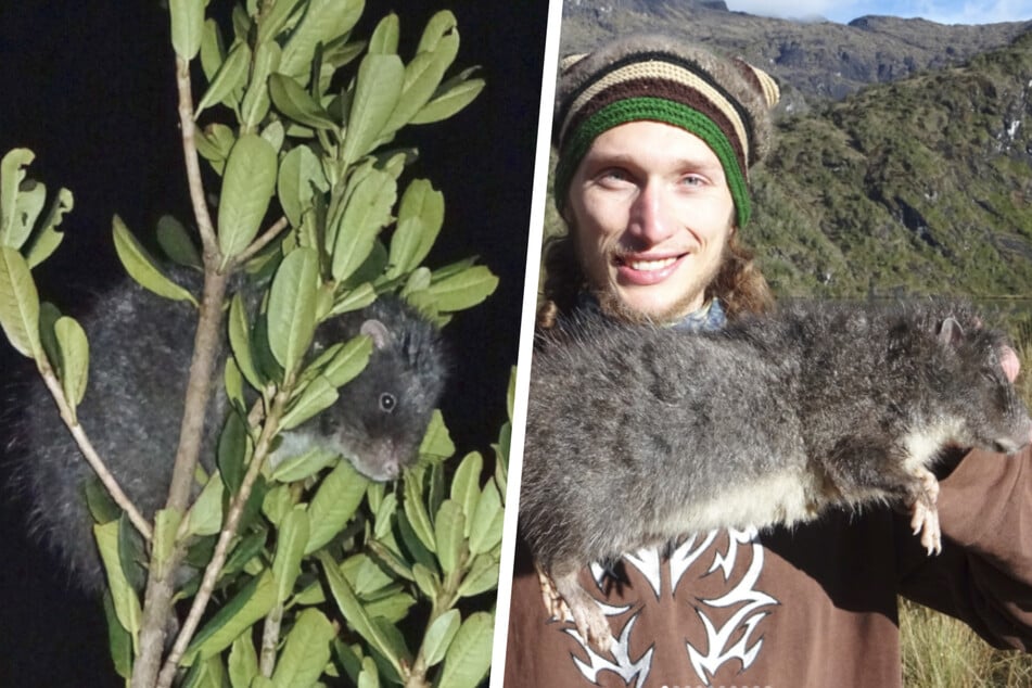 Près d'un mètre de haut : un chercheur découvre une espèce de rats géants
