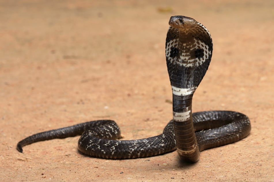 Eine Kobra biss einem Touristen in seine Genitalien – mit fatalen Folgen. (Symbolbild)