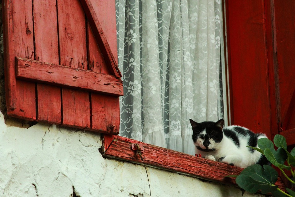 Ältere Katzen schlafen oft häufiger, dafür aber nicht so tief wie junge Katzen.