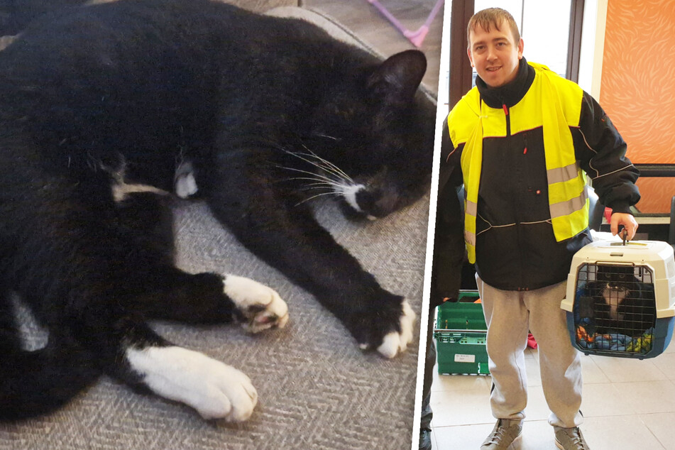 Cat rescued from landfill site beats the odds to find lost family