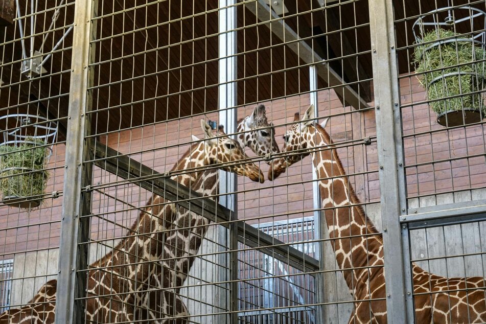 Sofort nach ihrer Ankunft nahm Nyiri (rechts) Kontakt zu den Wilhelma-Giraffen Anna (links) und Hanck auf.