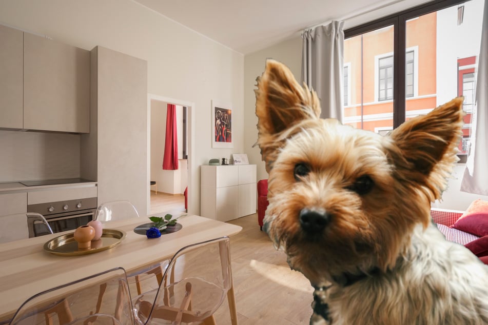 Best large breed outlet dog for apartment living