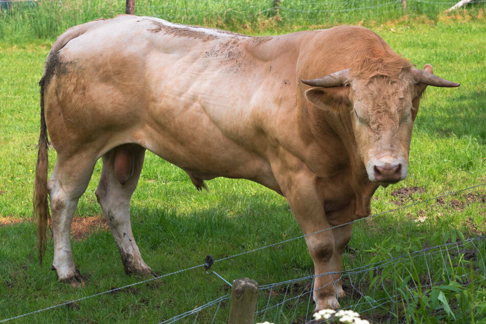 Der Bulle hat den Landwirt beim Verladen auf einen Transporter angegriffen und tödlich verletzt. (Symbolfoto)