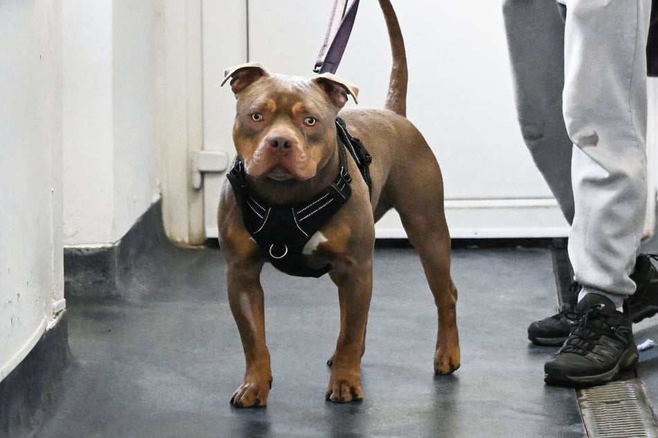Moussa Sylla (25) soll seinen American Bully Ghosty einfach bei einer Hundesitterin gelassen haben. (Symbolbild)