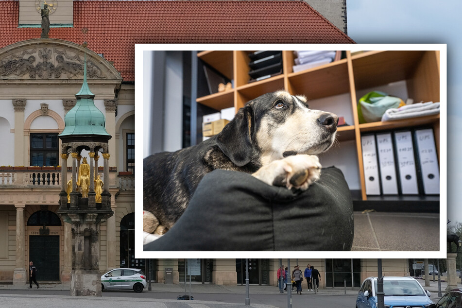Im Magdeburger Rathaus sind jetzt auch Vierbeiner am Werk
