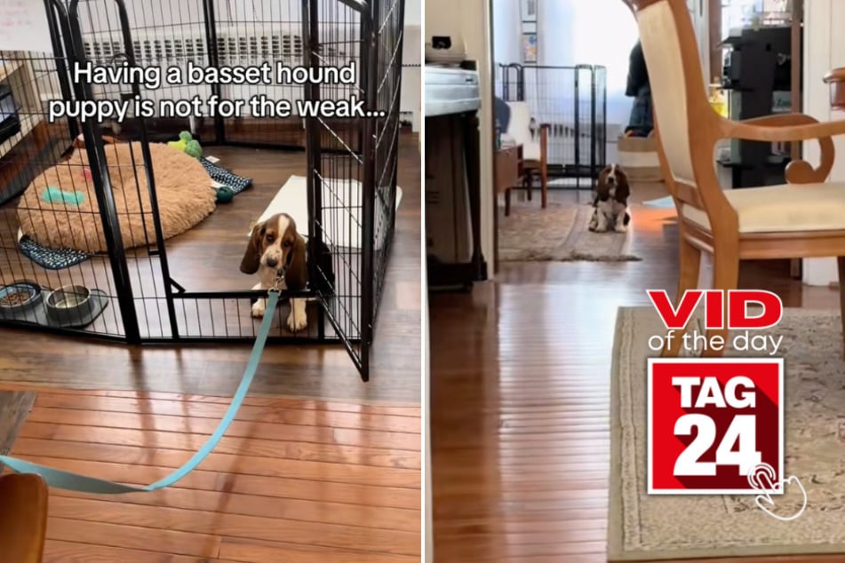 viral videos: Viral Video of the Day for March 20, 2025: Dog has hilariously sassy reaction to going outside!