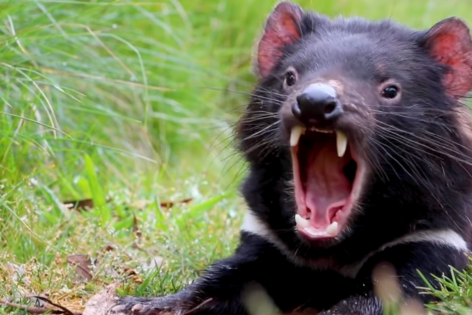 Tasmanian devil reaches major milestone as conservationists celebrate