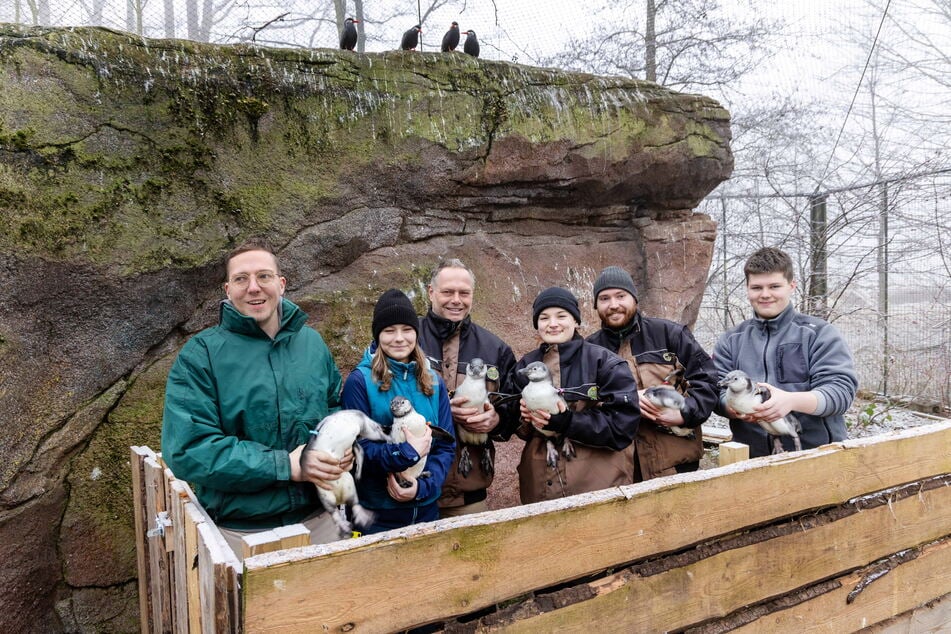 Die Tierpfleger freuen sich über sechs Pinguin-Küken.