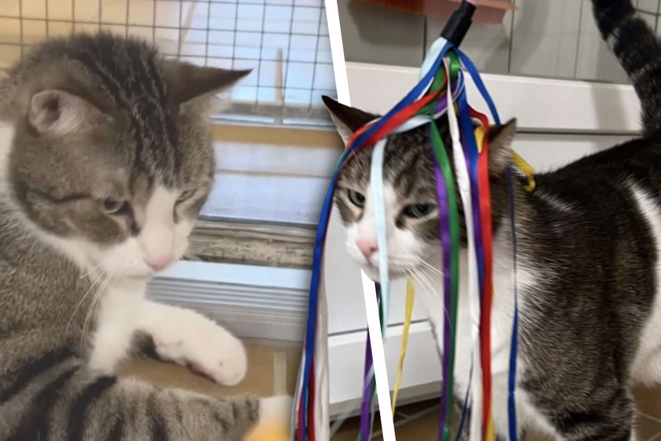 Verspielte Katze kommt aus Vermittlung zurück: Fans stellen unterschiedliche Theorien auf