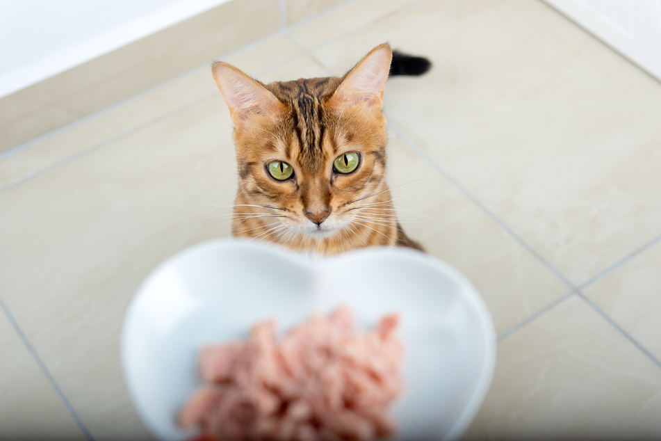 Von Futterarten bis zu speziellen Ernährungsbedürfnissen: Alles über Katzenernährung hier auf dieser Themenseite.