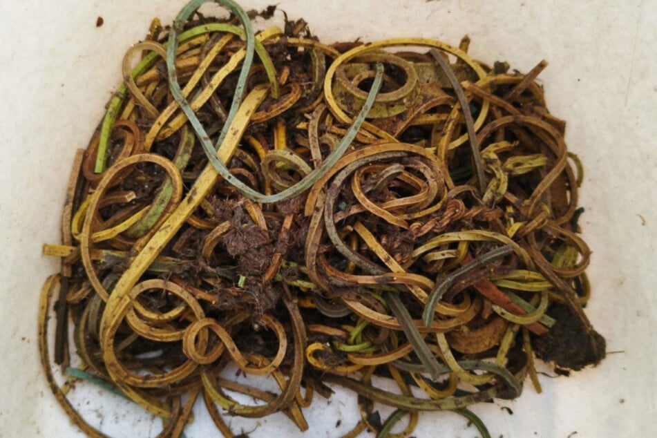 In der Vogelklinik wurde der Magen eines toten Jungstorchs geöffnet. Darin wurden 145 Gummibänder gefunden.