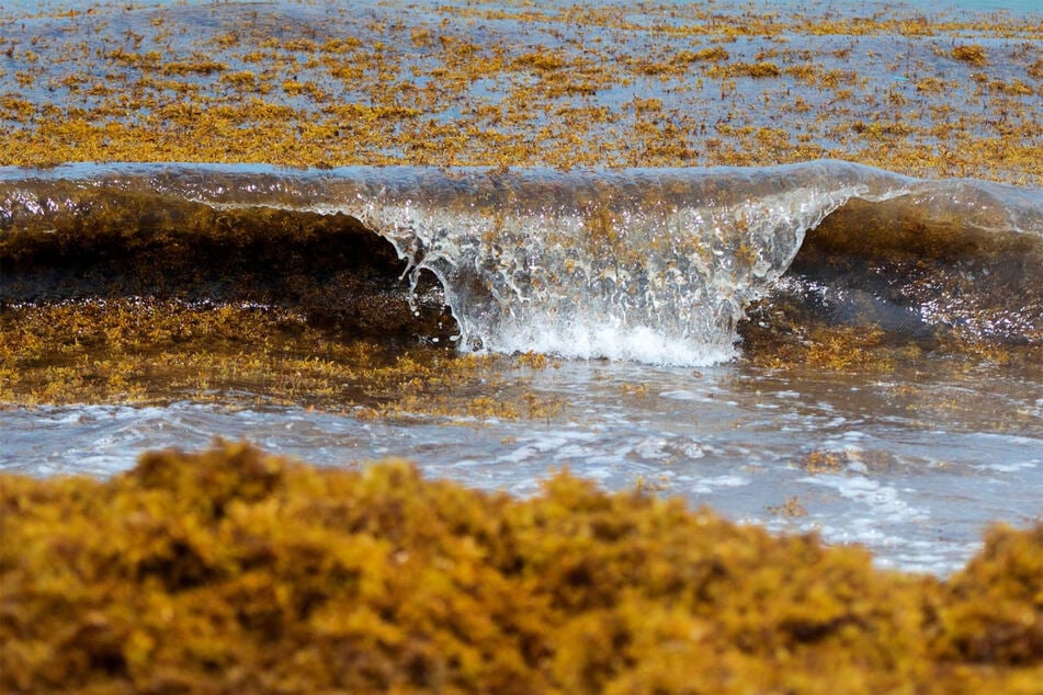 Sargassum is not usually dangerous, but can become dangerous in extreme conditions.