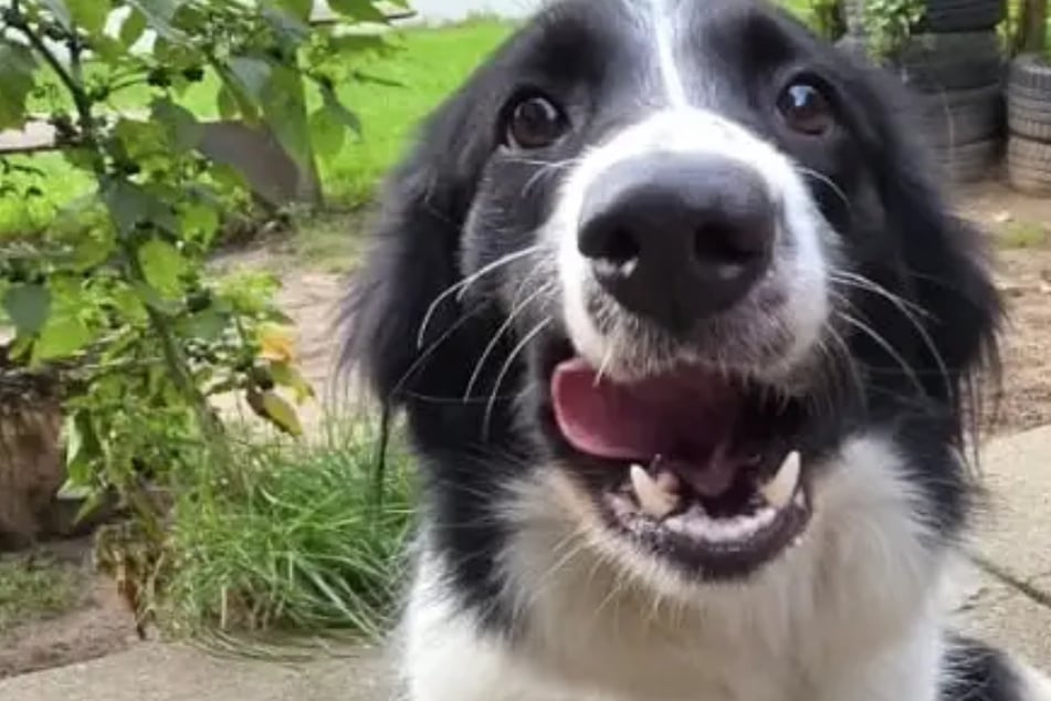 Wer versteht ihren Humor? Border-Collie-Mischlingshündin Brausi wünscht sich ein liebevolles Zuhause