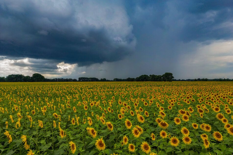 Nach der Hitzewelle von rund 40 Grad, ist in NRW Regen und Gewitter angesagt. (Archivbild)