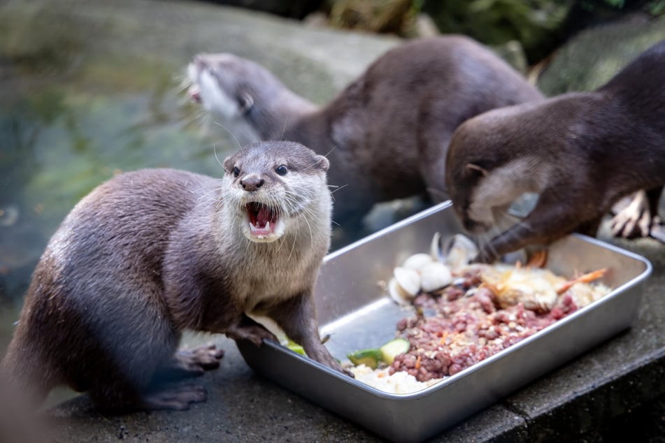 Snackpause: Die erwachsenen Otter fressen Hühnerküken, Fleisch und Muscheln.