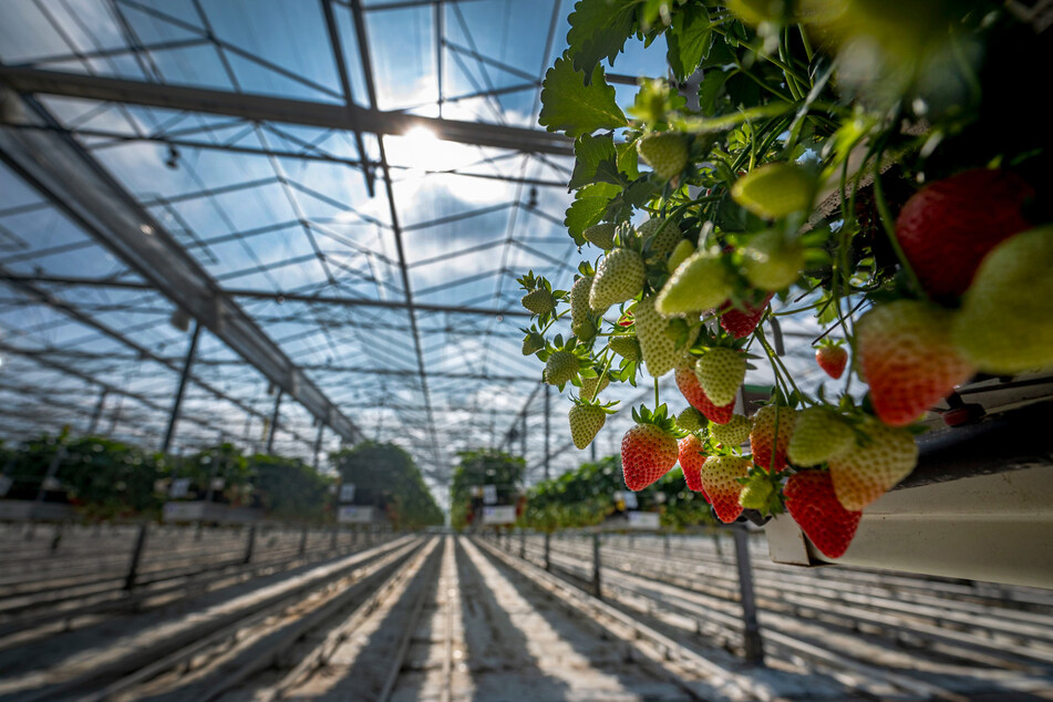 Am Anfang der Saison werden Erdbeeren aus den Gewächshäusern geerntet. (Symbolbild)