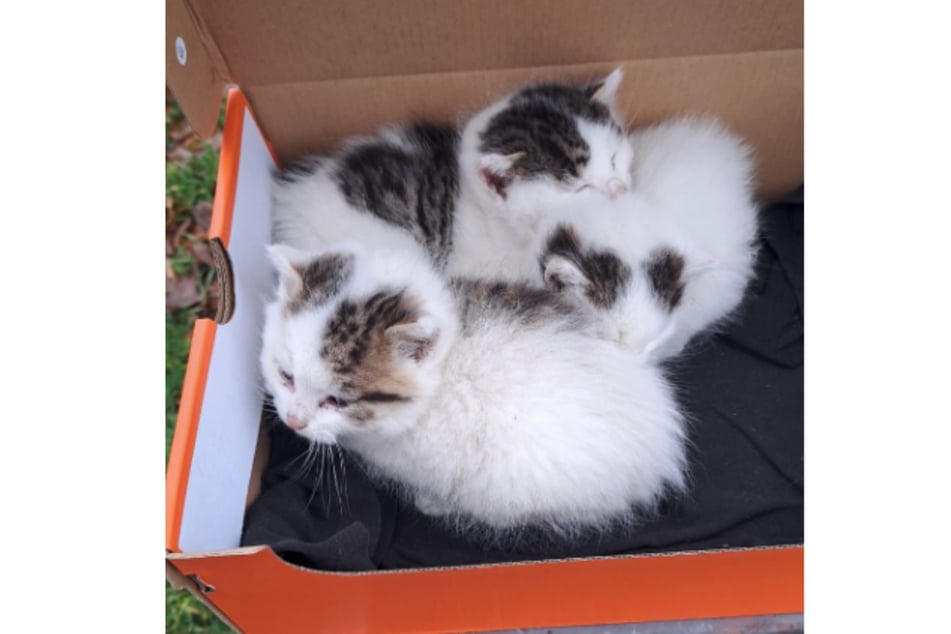 Los tres gatitos son demasiado jóvenes para arreglárselas sin su madre.