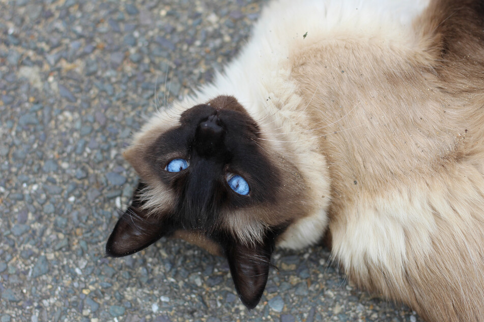 It is widely believed that the Siamese cat is the loudest kitty of them all.
