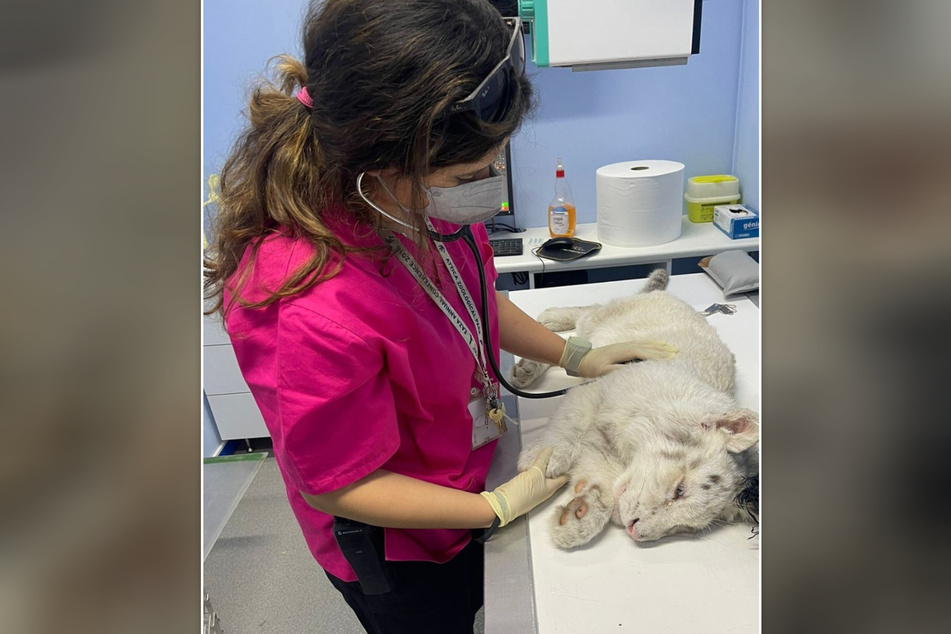 If the white tiger cub survives, it will be passed on to a sanctuary for wild animals.