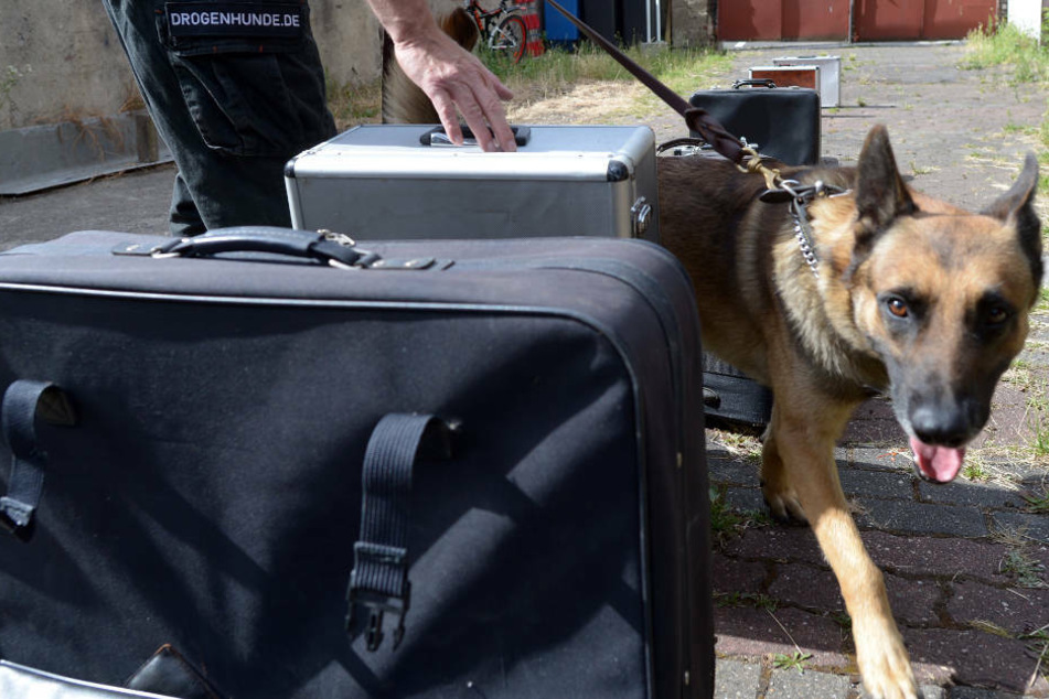Ein Spürhund hatte das Kokain in dem kontrollierten Auto entdeckt (Symbolbild).