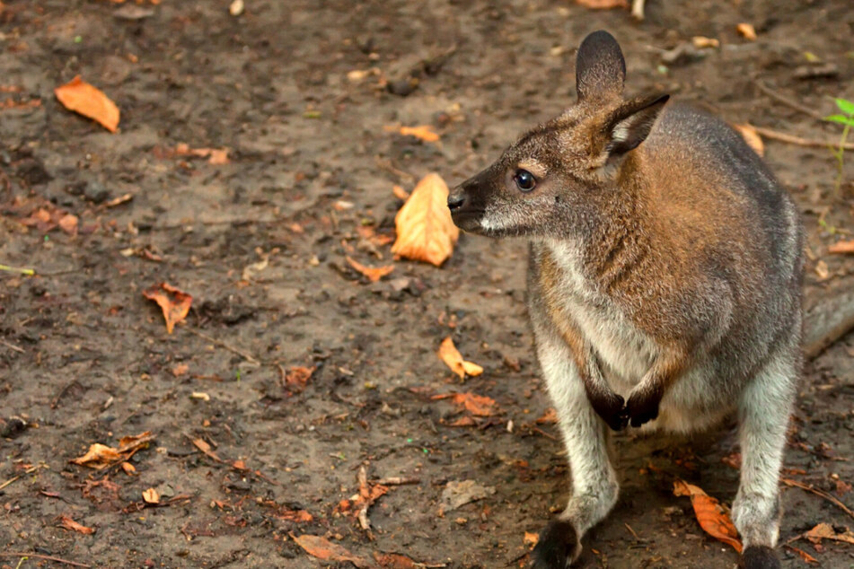 A Bennett's tree-kangaroo is still on the loose in Erfurt after evading police (file photo).