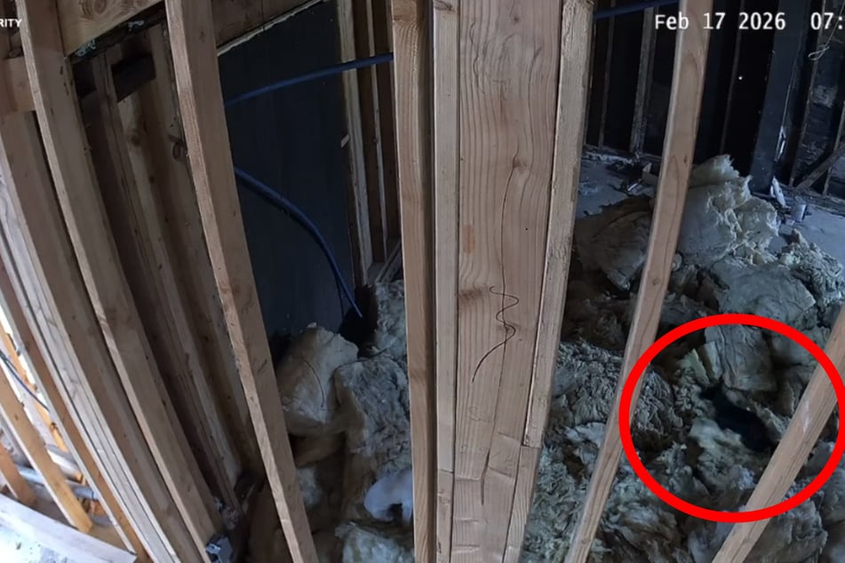 Una cámara de vigilancia grabó cómo los dos perros se descontrolaban entre el aislamiento de la pared roto.