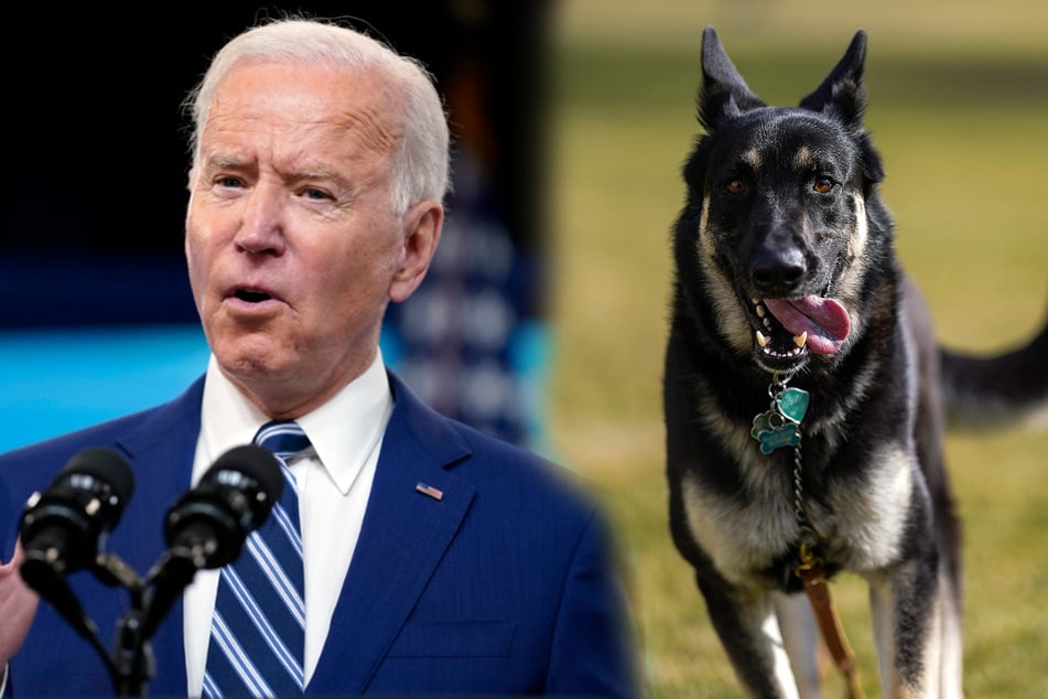 Lange Zeit war Joe Bidens Schäferhund Major an das ruhige Leben in Delaware gewöhnt. Wird ihm die Umstellung an das Weiße Haus gelingen?