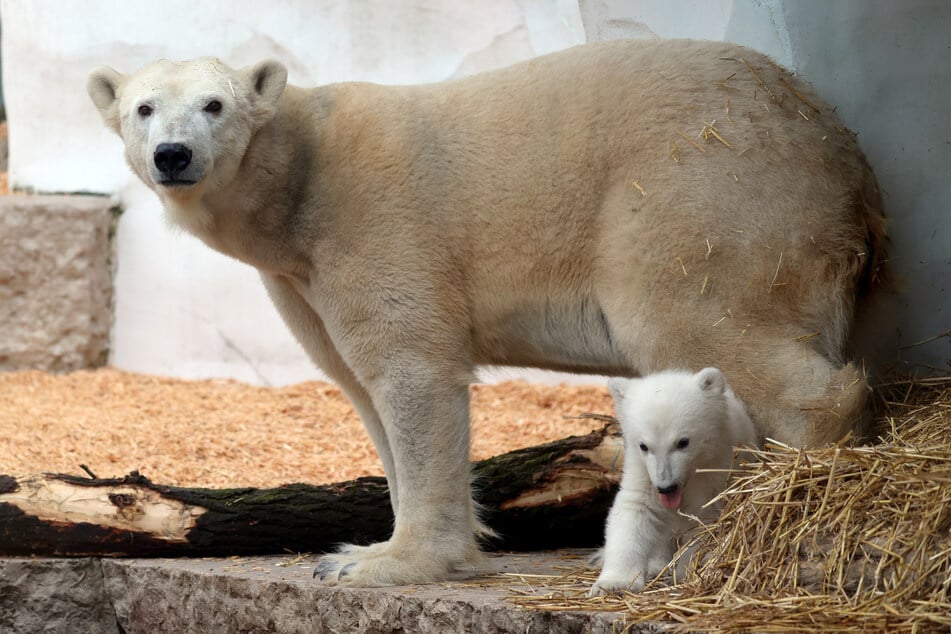 Das Eisbärjunge im Karlsruher Zoo erkundet mit seiner Mutter Nuka die Außenanlage.