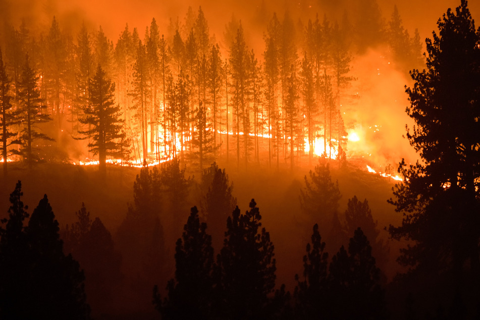 Flammen lodern zwischen Bäume während des Tamarack Feuers im Westen der USA.