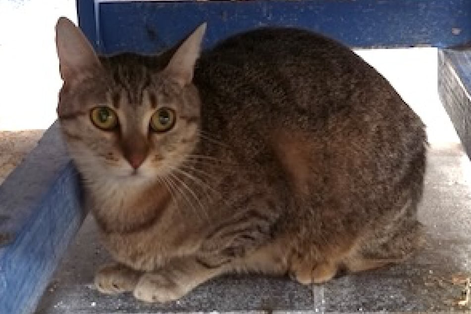 Geboren ist Perdita etwa 2024 und damit gerade einmal zwei Jahre alt.
