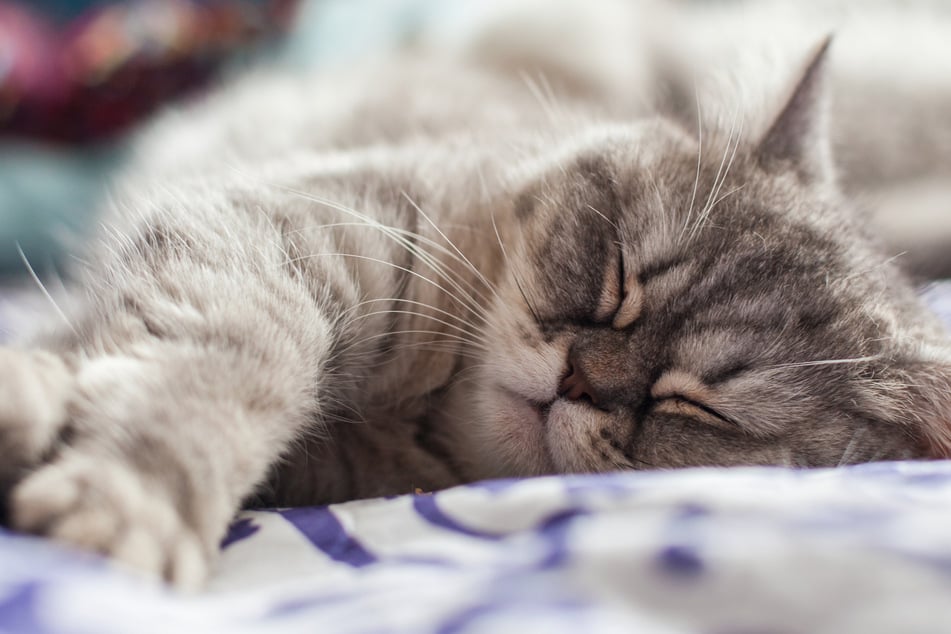 Beim Massieren von Decken drücken Katzen auch Wohlbefinden aus.