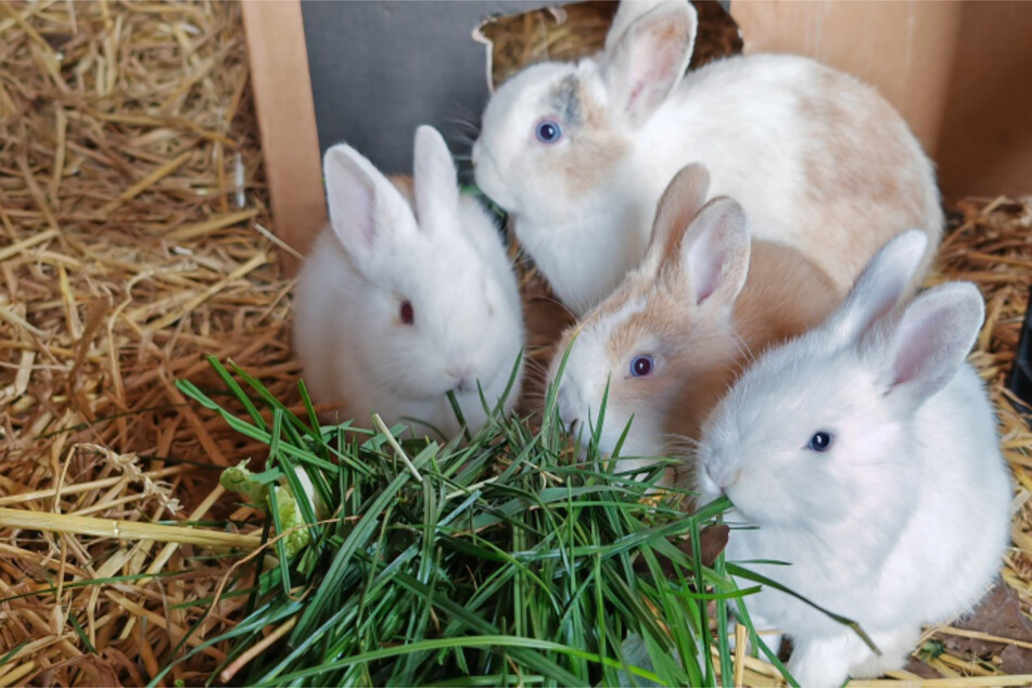 Acht Kaninchen einfach am Straßenrand ausgesetzt: Polizei ermittelt