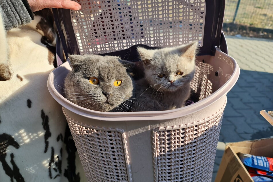 Die Tierretter kümmerten sich auch um zwei Katzen, die in einer Transportbox ausharrten.