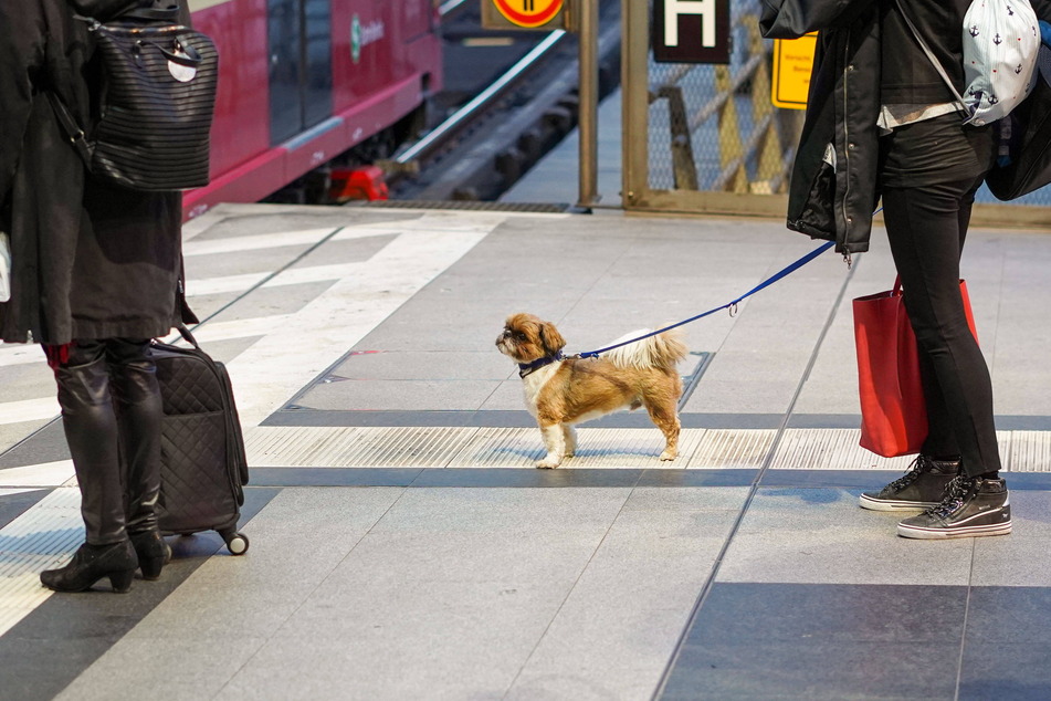 Irre! Auch ein Hund wurde schon in der Bahn vergessen. (Symbolbild)