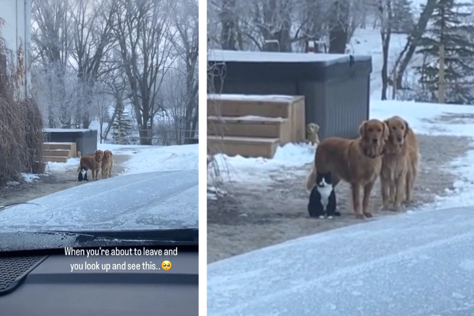 Die Katze und die beiden Hunde standen direkt beieinander, als ihr Frauchen sie verließ.