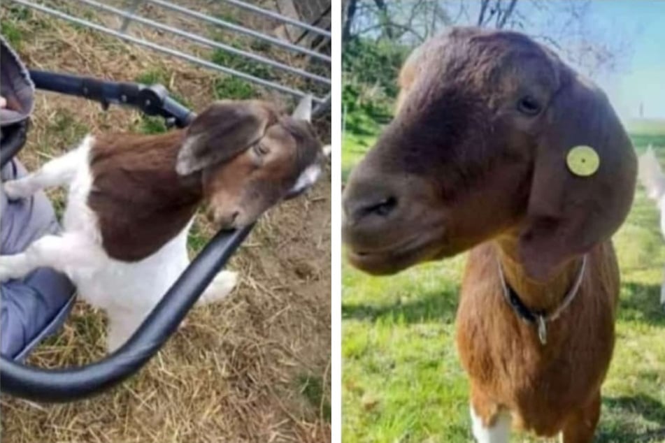 Tierisch dreist: Diebe klauen Ziege und Lamm von Weide
