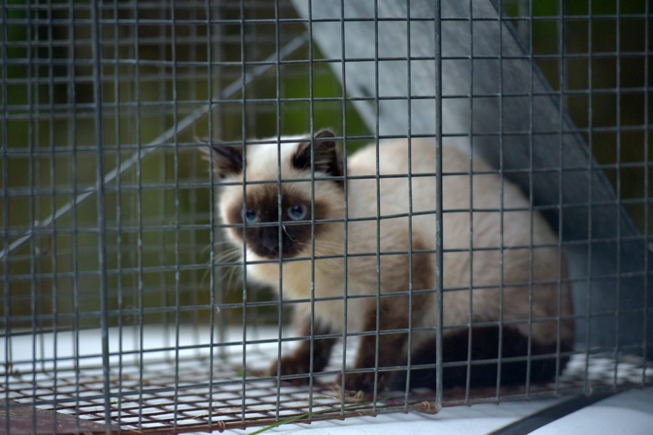 Wer vorübergehend eine fremde Katze bei sich aufnimmt, sollte sie vorher unbedingt vom Tierarzt untersuchen lassen, um sich keine unerwünschten Parasiten in die Wohnung zu holen.